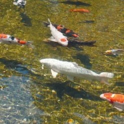 Unité UVC AlgClear 2500 5 W 1355130 Ubbink 8 Unité UVC AlgClear 2500 5 W 1355130 Ubbink -Pas Cher UBBINK Magasin 1577178 4