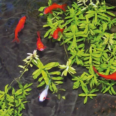 Boules De Gel Pour Eau D'étang Aqua ClearPro 500 Ml Ubbink 2 Boules De Gel Pour Eau D'étang Aqua ClearPro 500 Ml Ubbink – Image 2