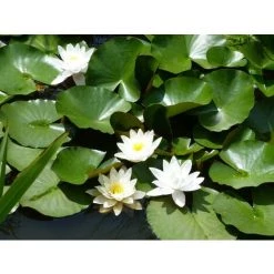 Balles Pour Filtre Ubbink FilterBalls 350g -Pas Cher UBBINK Magasin 52186267 3